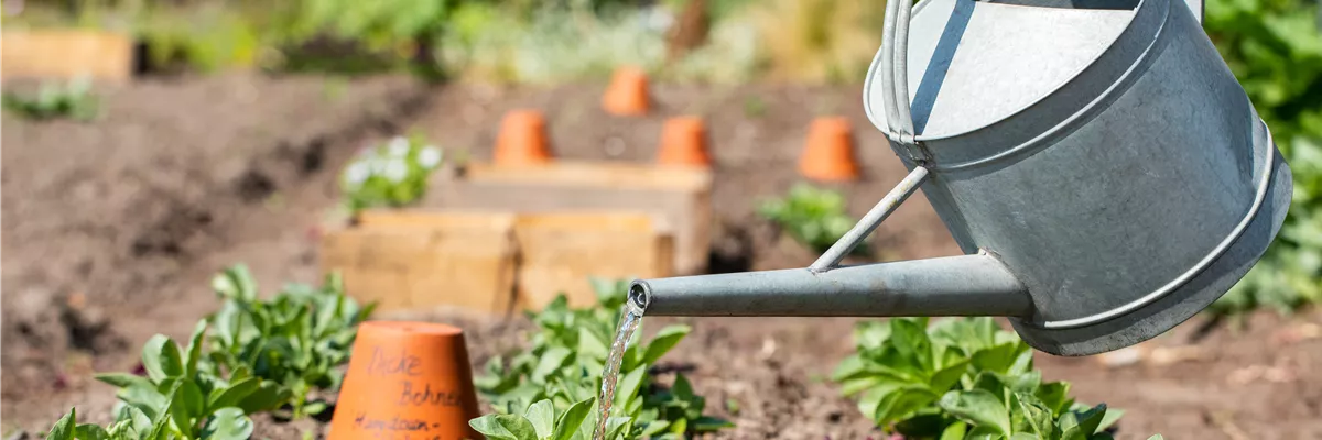 Gießkanne im Beet