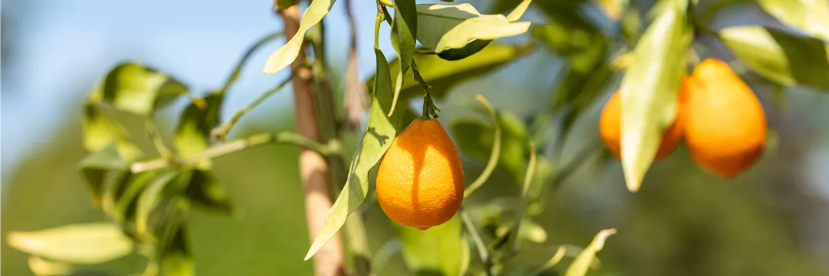 Citrus