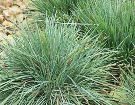 Blaugraues Schillergras