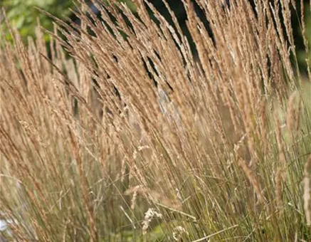 Calamagrostis x acutiflora 'Karl Foerster'