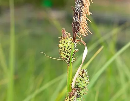 Carex acutiformis