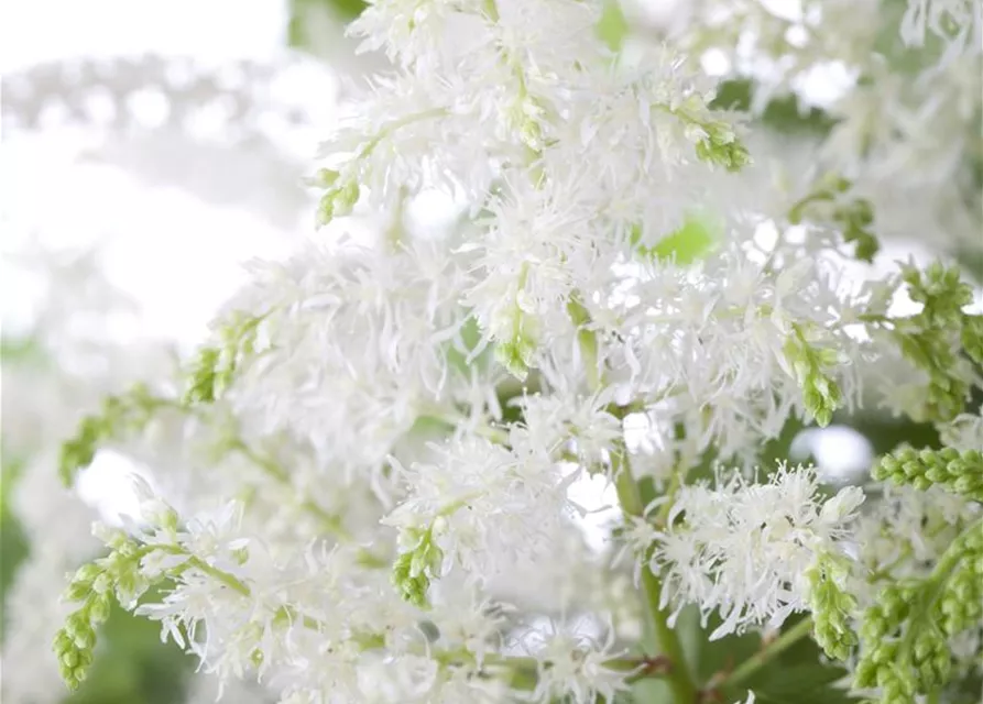 Arends Garten-Prachtspiere 'Brautschleier'