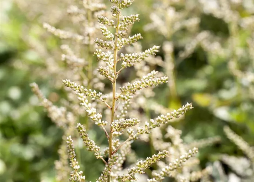 Arends Garten-Prachtspiere 'Brautschleier'
