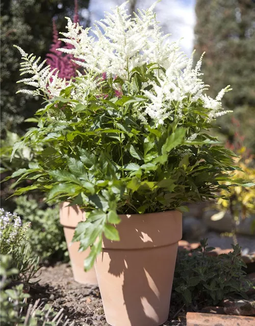Arends Garten-Prachtspiere 'Brautschleier'