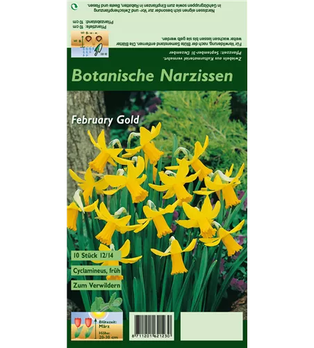 Alpenveilchenartige Garten-Narzisse 'February Gold'