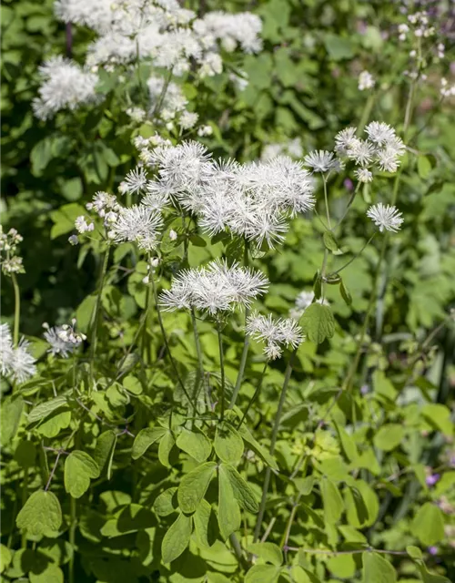 Akeleiblättrige Wiesenraute