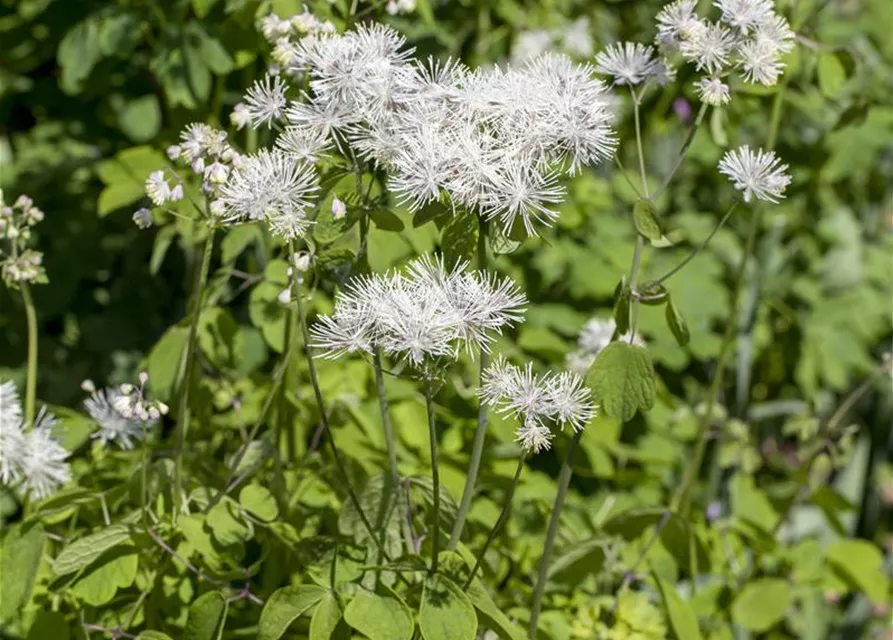 Akeleiblättrige Wiesenraute
