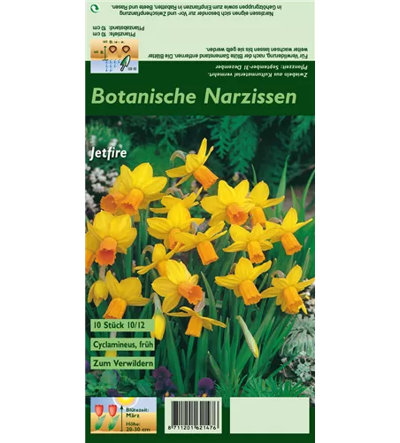 Alpenveilchenartige Garten-Narzisse 'Jetfire'
