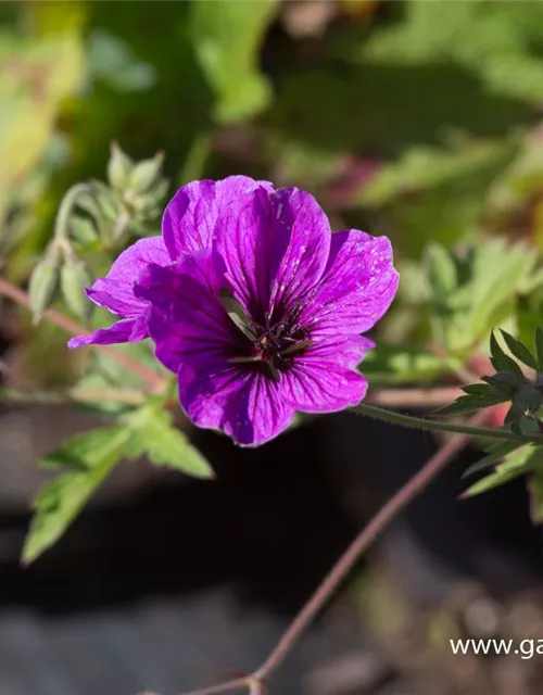 Armenischer Storchschnabel