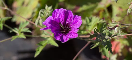 Armenischer Storchschnabel