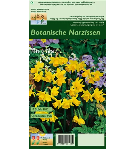 Alpenveilchenartige Garten-Narzisse 'Tête à Tête'