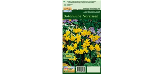 Alpenveilchenartige Garten-Narzisse 'Tête à Tête'