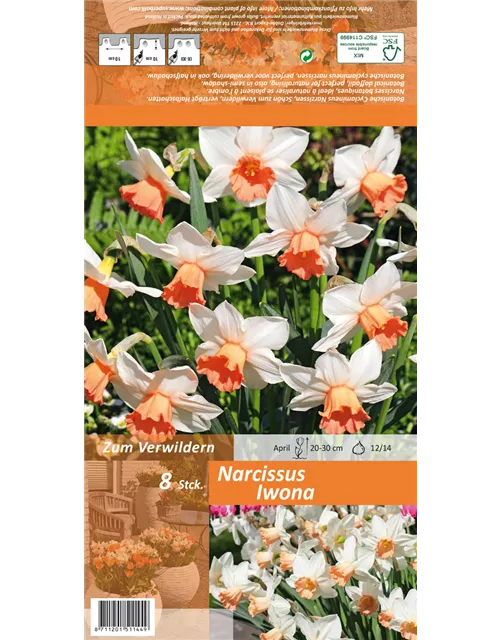 Alpenveilchenartige Narzisse 'Iwona'