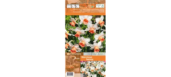 Alpenveilchenartige Narzisse 'Iwona'