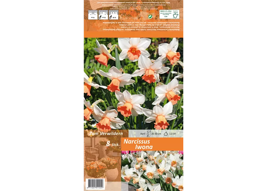 Alpenveilchenartige Narzisse 'Iwona'
