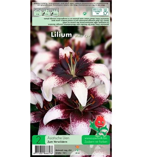 Asiatische Lilie 'Black Eye'