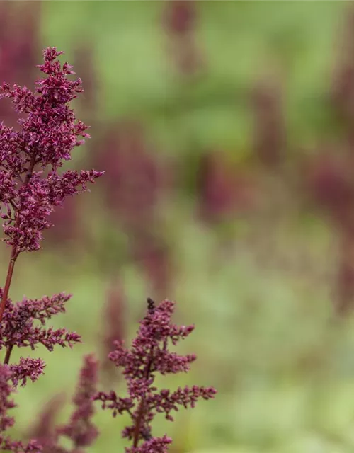 Arends Garten-Prachtspiere 'Glut'