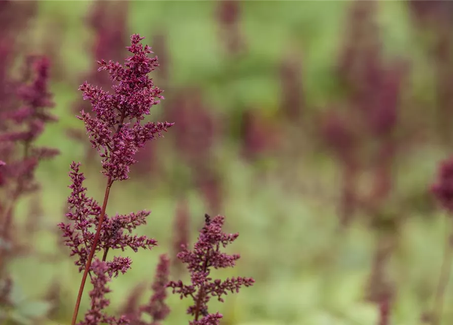 Arends Garten-Prachtspiere 'Glut'