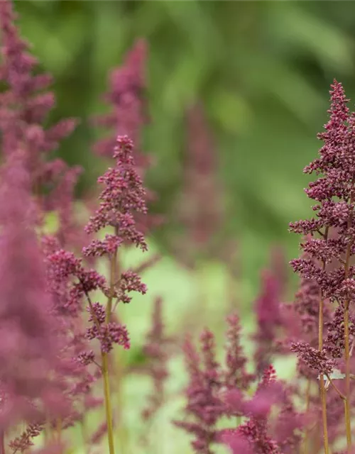 Arends Garten-Prachtspiere 'Glut'