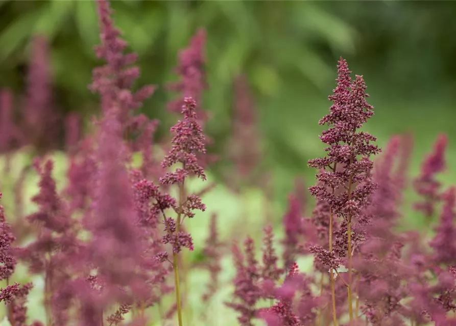 Arends Garten-Prachtspiere 'Glut'