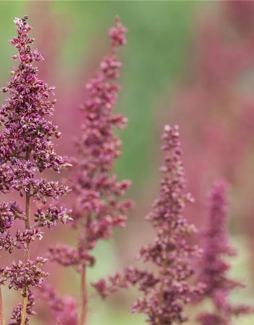 Arends Garten-Prachtspiere 'Glut'