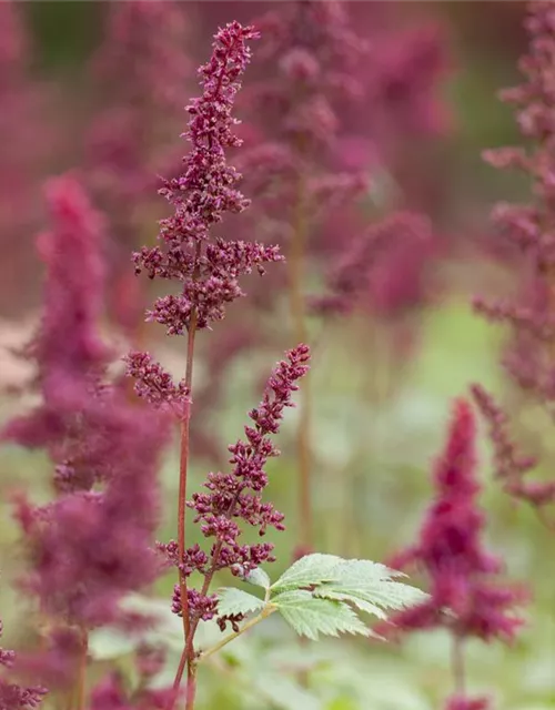 Arends Garten-Prachtspiere 'Glut'
