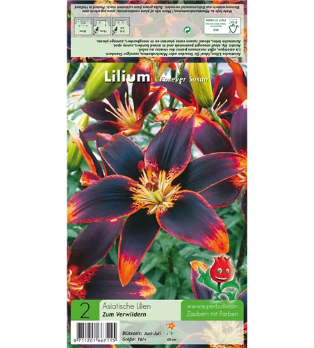Asiatische Lilie 'Forever Susan'®
