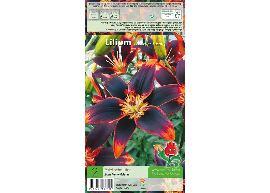 Asiatische Lilie 'Forever Susan'®