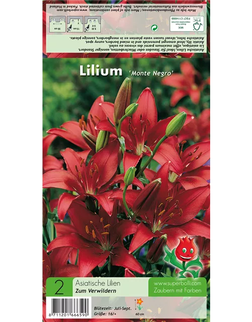 Asiatische Lilie 'Monte Negro'