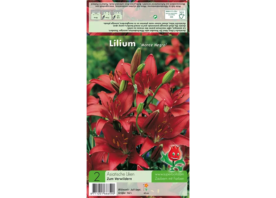 Asiatische Lilie 'Monte Negro'