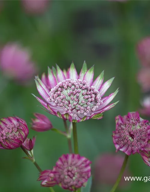 Astrantia maxima 'Rosea'