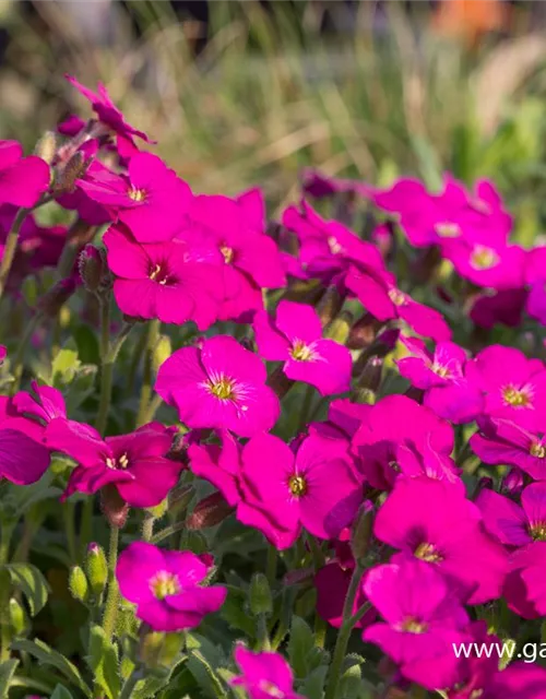 Aubrieta x cult.'Regado Red'