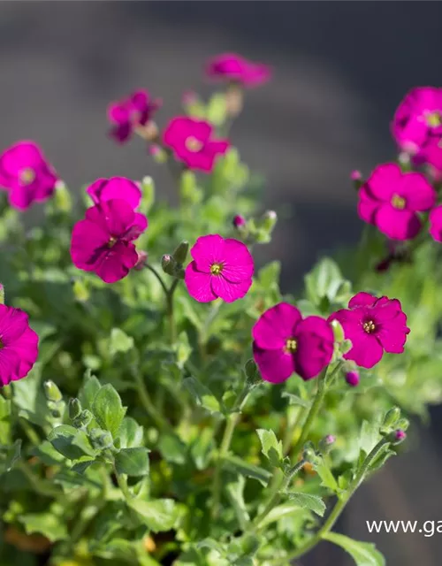 Aubrieta x cult.'Regado Red'