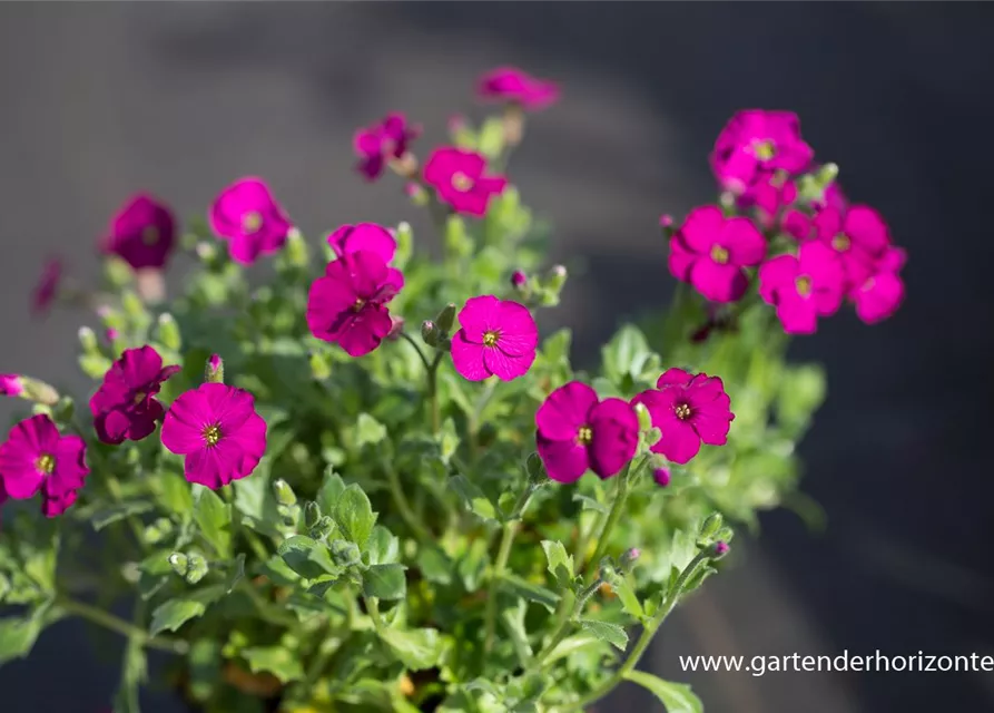 Aubrieta x cult.'Regado Red'