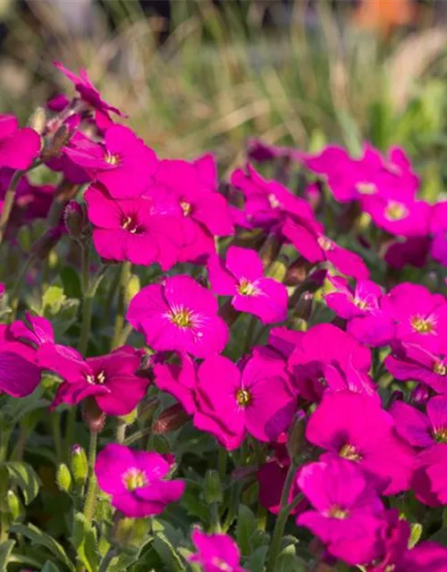 Aubrieta x cult.'Regado Red'