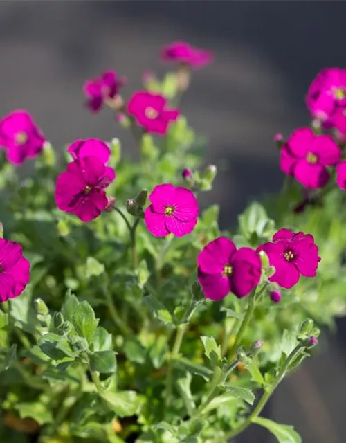 Aubrieta x cult.'Regado Red'