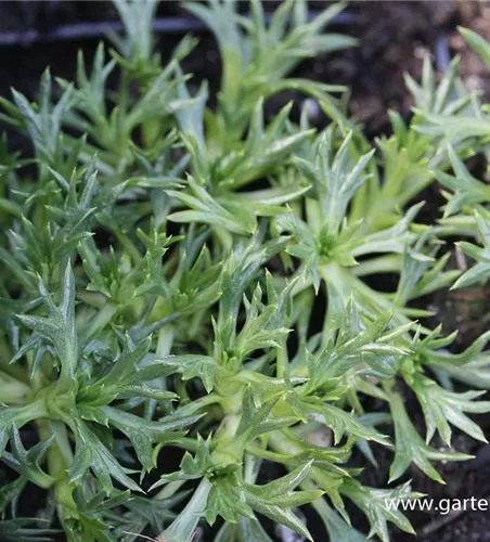 Azorella trifurcata