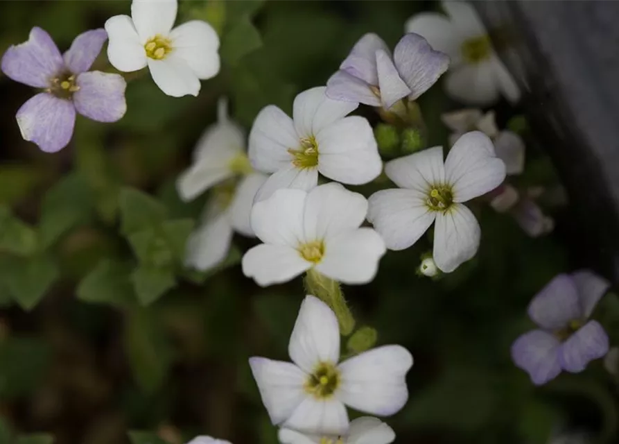 Aubrieta x cult.'Winterberg'