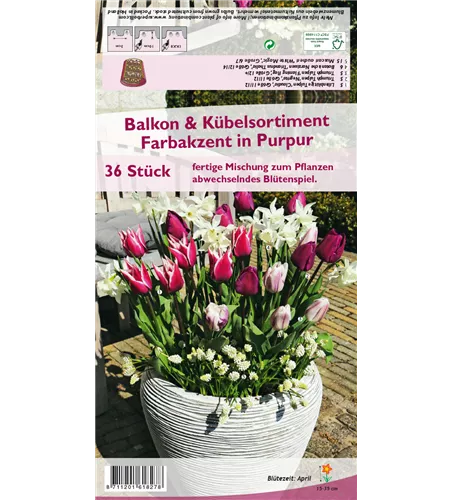 Balkon-& Kübelsortiment 'Farbakzent in Purpur'