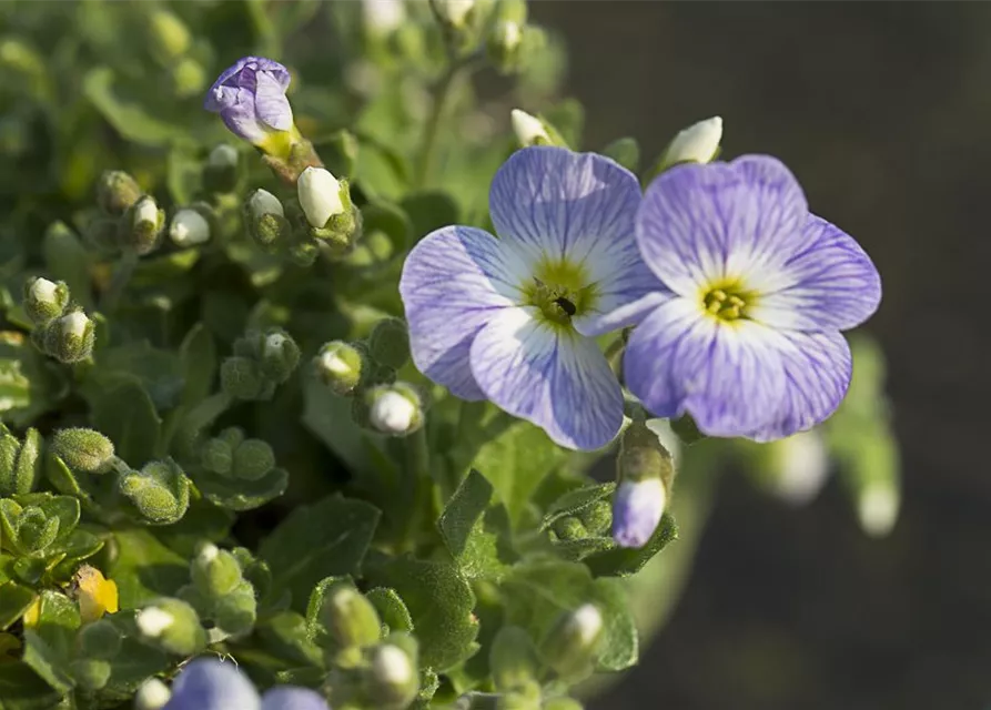Aubrieta x cult.'Audrey Light Blue'