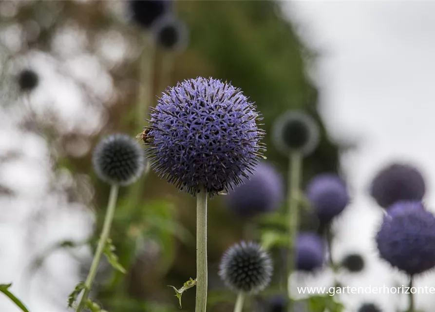 Banater Kugeldistel