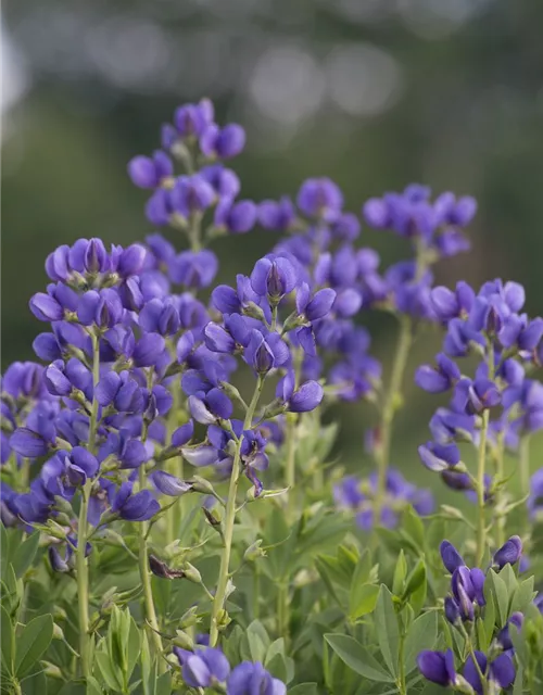 Baptisia australis