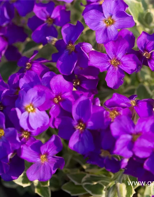 Aubrieta x cult.'Dr Mules Variegated'