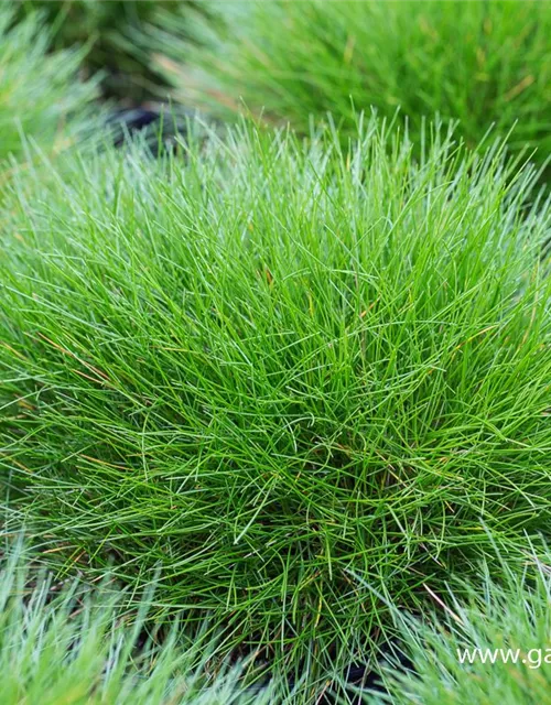 Bärenfell-Schwingel