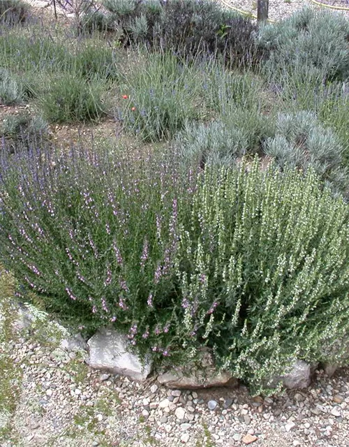Bastard-Garten-Lavendel