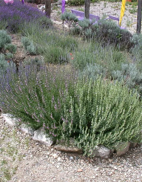 Bastard-Garten-Lavendel