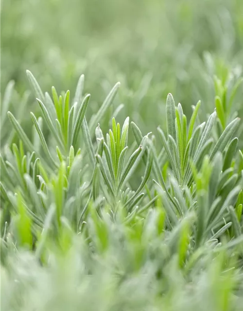 Bastard-Garten-Lavendel