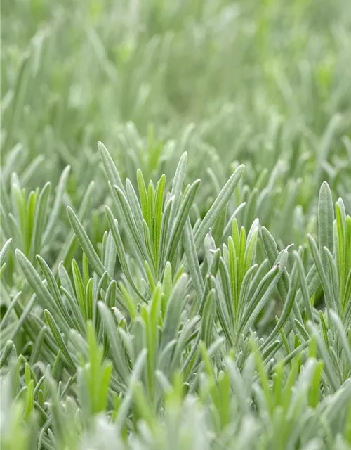 Bastard-Garten-Lavendel