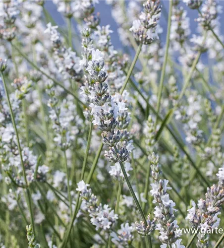 Bastard-Garten-Lavendel 'Edelweiß' Bastard-Garten-Lavendel 'Edelweiß'