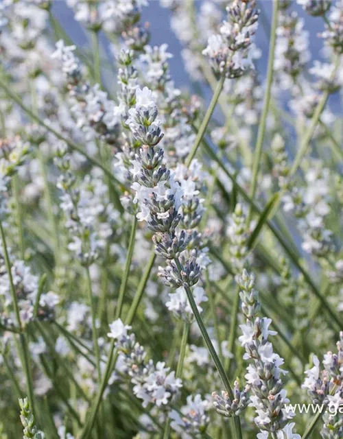Bastard-Garten-Lavendel 'Edelweiß'